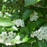 Crataegus crus-galli - Hahnensporn-Weißdorn