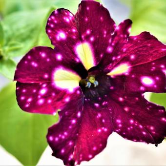 Petunia 'Lightning Sky'