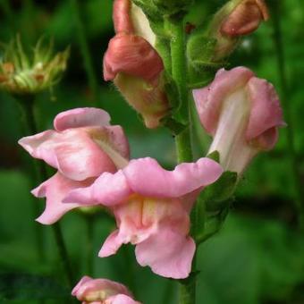 Antirrhinum