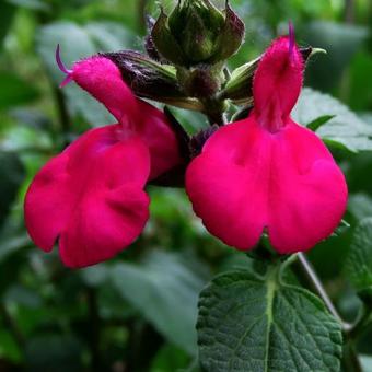 Salvia x jamensis 'Maraschino'