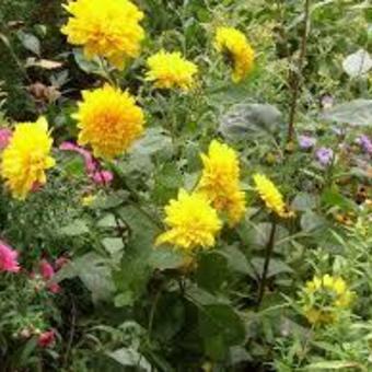 Helianthus decapetalus 'La Perle'