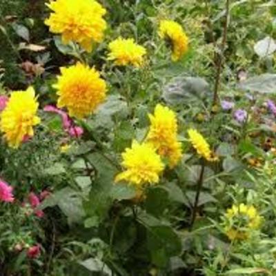 Helianthus decapetalus 'La Perle' - 