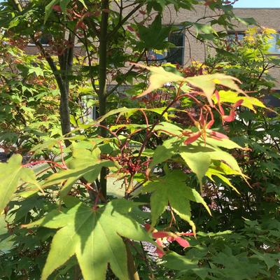 Acer palmatum 'Osakazuki'