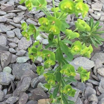 Euphorbia characias 'Forescate'