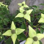 Cornus kousa 'Venus'  - CORNOUILLER DU JAPON