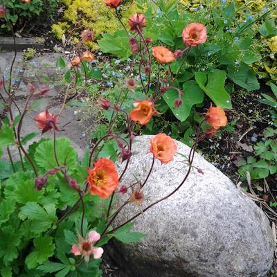 Geum coccineum 'Nonna' - 