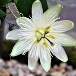 Passiflora RIVERSIDE 'Snow Queen' - 