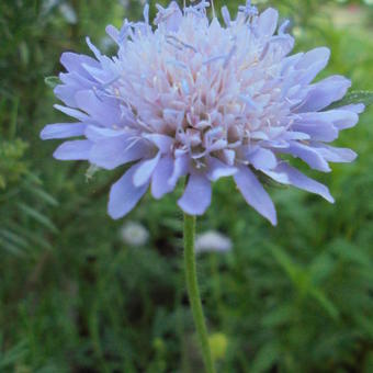 Knautia arvensis