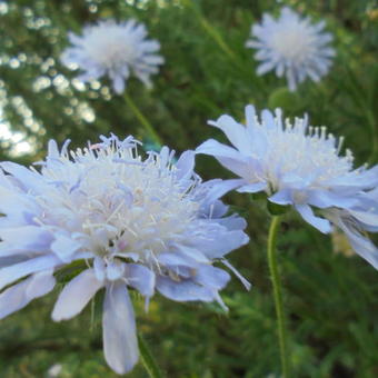 Knautia arvensis