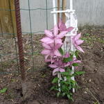 Clematis 'Giselle' - 