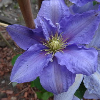 Clematis 'Cézanne'