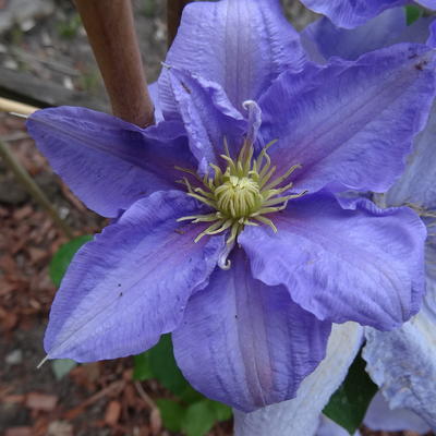 Clematis 'Cézanne' - 