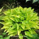 Hosta 'Hydon Sunset' - 