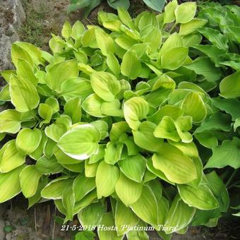 Hosta 'Platinum Tiara'