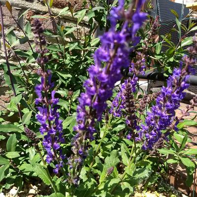 Salvia nemorosa JS 'A Little Bit' - Salvia nemorosa JS 'A Little Bit'