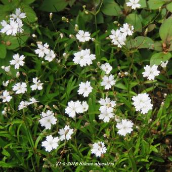 Silene alpestris