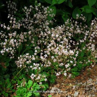 Saxifraga x urbium