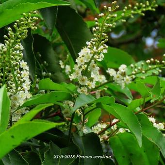 Prunus serotina