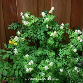 Corydalis ochroleuca