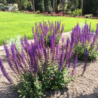 Salvia nemorosa 'Ostfriesland' - Salvia nemorosa 'Ostfriesland'