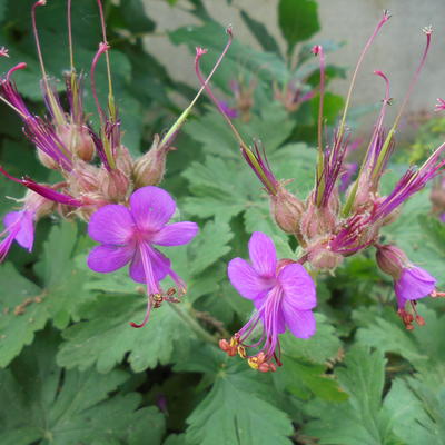 Geranium macrorrhizum - Balkan-Storchschnabel - Geranium macrorrhizum