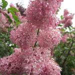 Syringa 'Miss Japan' - 