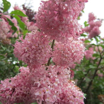 Syringa 'Miss Japan'