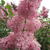 Syringa 'Miss Japan'