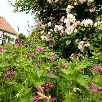 Geranium x oxonianum 'Catherine Deneuve'