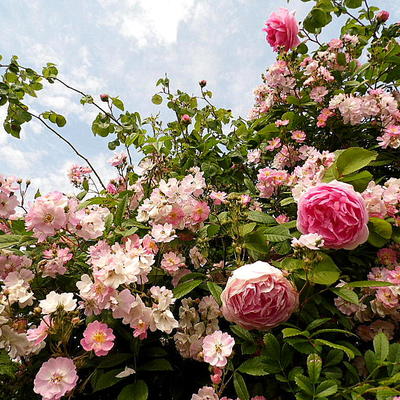 Rosa 'Caroline's Blush' - 