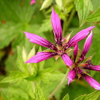 Geranium x oxonianum 'Catherine Deneuve'