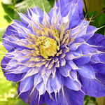 Clematis 'Multi Blue' - Clematis 'Multi Blue'