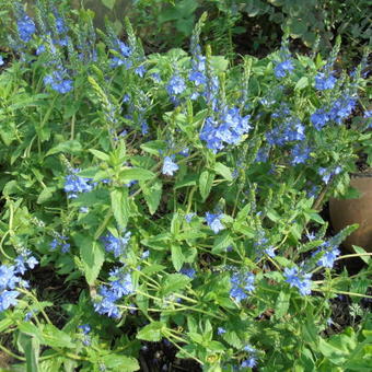 Veronica austriaca 'Shirley Blue'