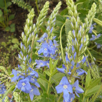 Veronica austriaca 'Shirley Blue'