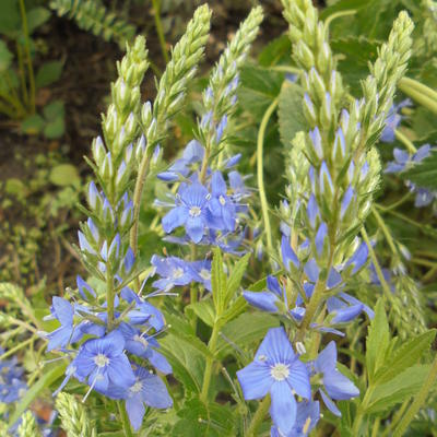 Veronica Austriaca 'Shirley Blue'