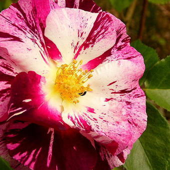 Rosa 'Purple Splash'