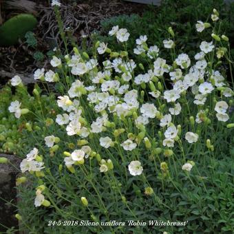 Silene uniflora 'Weisskehlchen'