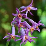 Tulbaghia 'Moya' - 