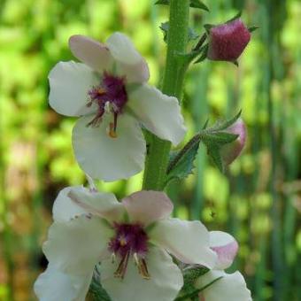 Verbascum chaixii 'Album'