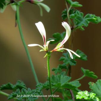 Pelargonium trifidum