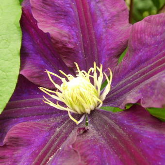 Clematis 'Warszawska Nike'