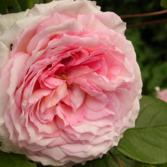 Rosa 'James Galway'