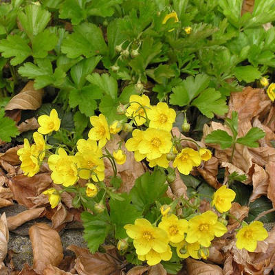 Waldsteinia ternata - Dreiblättrige Waldsteinie - Waldsteinia ternata