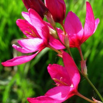 Ixia 'Mabel'