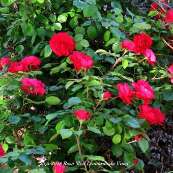 Rosa 'Red Leonardo da Vinci'