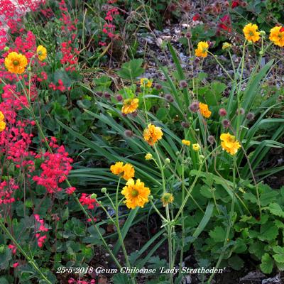 Geum chiloense 'Lady Stratheden' - Geum chiloense 'Lady Stratheden'