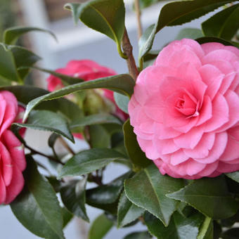 Camellia japonica 'April Rose'