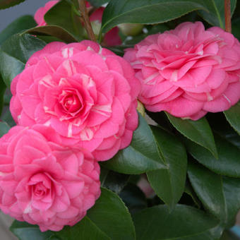 Camellia japonica 'April Rose'