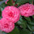 Camellia japonica 'April Rose'