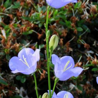 Campanula persicifolia